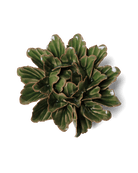 JA26 Avocado Green Sorbet Peony - Chive Ceramics Studio - Ceramic Flowers - Chive Ceramics Studio