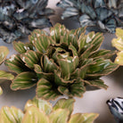 JA26 Avocado Green Sorbet Peony - Chive Ceramics Studio - Ceramic Flowers - Chive Ceramics Studio