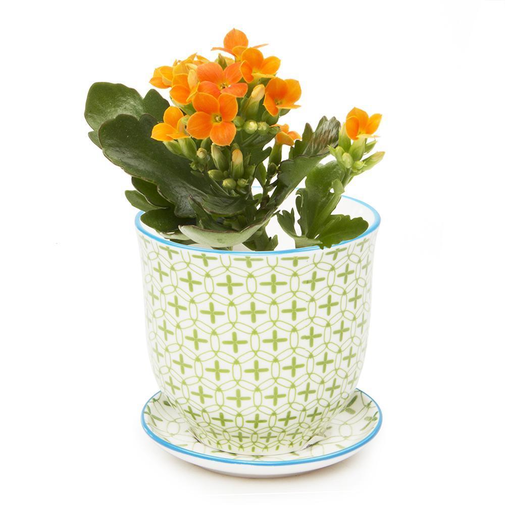 A vibrant orange kalanchoe plant with lush green leaves, blooming in a Liberte Porcelain Pot And Saucer Set With Drainage from Chive Studio 2024, adorned in a decorative blue and white geometric pattern, on a white background.