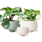 Lilo Porcelain Modern Indoor Plant Pot - Chive Plant Studio - Pots - Chive