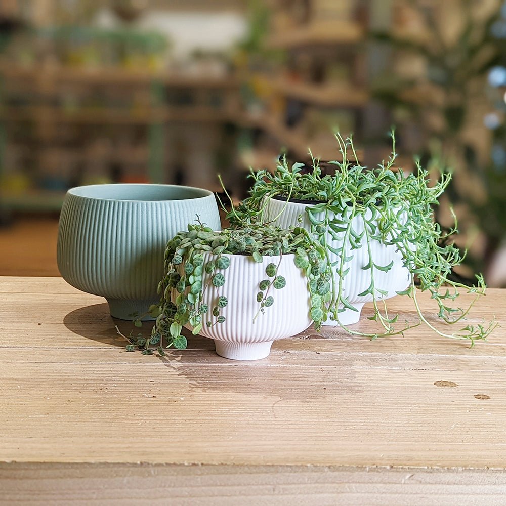 Lilo Porcelain Modern Indoor Plant Pot - Chive Plant Studio - Pots - Chive