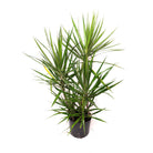 The Dracaena Marginata Cutback Staggered features long, slender, pointed green leaves. Perfect for placement near a north or south-facing window.