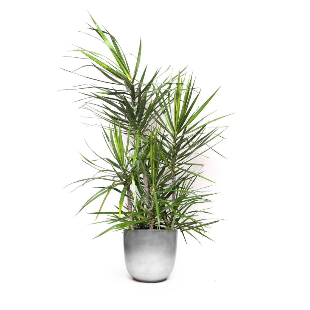 The Dracaena Marginata Staggered 12 Inch Pot is a tall, potted indoor plant featuring long, narrow green leaves set in a simple, round silver pot. 