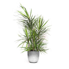 The Dracaena Marginata Staggered 12 Inch Pot is a tall, potted indoor plant featuring long, narrow green leaves set in a simple, round silver pot. 