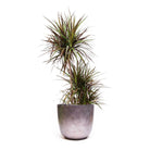 A tall Dracaena Magenta Cane indoor plant is elegantly potted in a sleek pot near a north-facing window, the plant is adorned with dense clusters of foliage, making it a modern addition to your indoor decor.