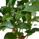 Close-up image of a lush, green Ficus Microcarpa in a 10-inch pot, showcasing its broad, glossy leaves. The plant stems and multiple layers of vibrant foliage radiate health and vitality, set against a softly blurred background. This Ficus Microcarpa is not just a beautiful piece of indoor plant decor but also an excellent air-purifying addition to your space.