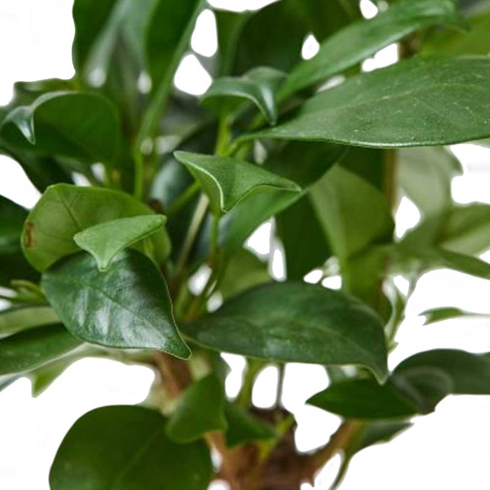 Close-up of a lush green Ficus Microcarpa in a 10-inch pot, featuring broad, glossy leaves. The air-purifying foliage is vibrant and healthy, displaying various shades of green. The background is softly blurred, emphasizing the plant's foliage—ideal for indoor decor.