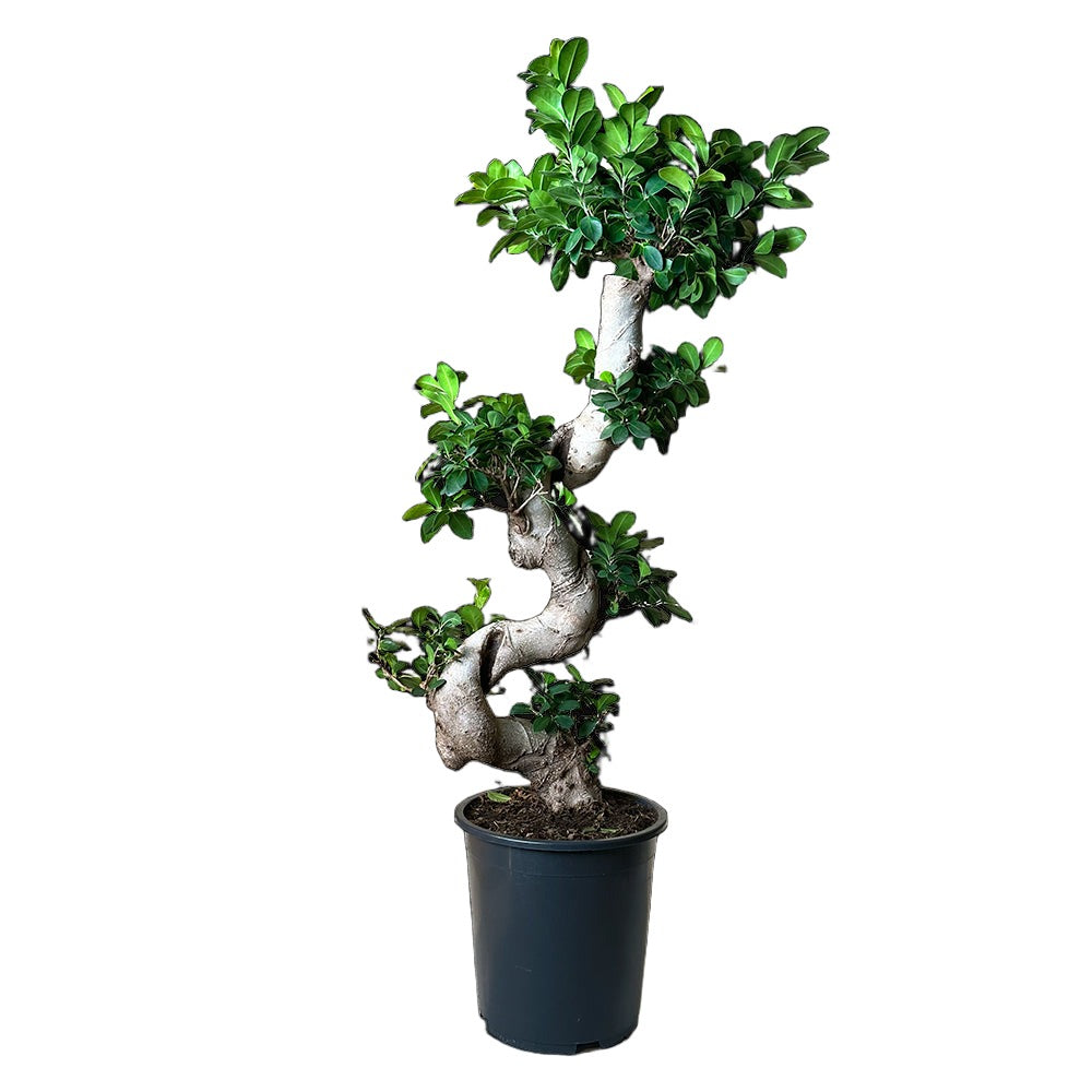 The Ficus Microcarpa 10 Inch Pot features a potted bonsai Ficus tree with a twisted, S-shaped trunk and lush, dense green foliage. This air-purifying indoor plant decor is planted in a dark plastic pot and displayed against a plain white background.