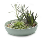 A variety of succulents, including both spiky and rounded types, artfully arranged in a shallow, light green Moog Porcelain Succulent Garden Dish by Chive Studio 2024, set against a white background.