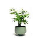 Potted Bella Palm in Lilo Pot - Chive Plant Studio - Potted Plants - Chive Studio 2024