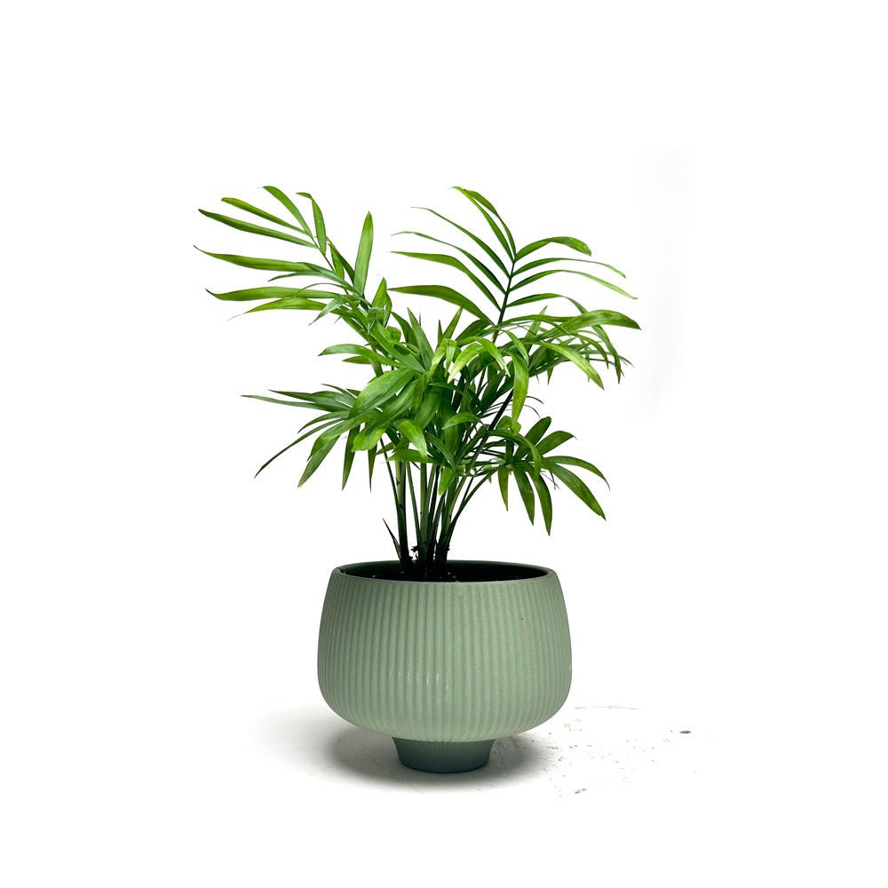 Potted Bella Palm in Lilo Pot - Chive Plant Studio - Potted Plants - Chive Studio 2024