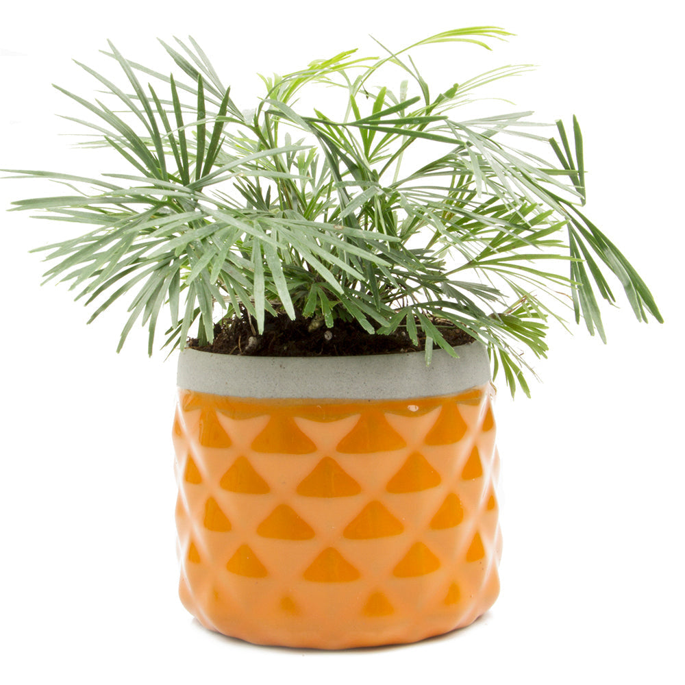 Pina Ceramic Succulent Planter Pot with lush, spiky green leaves in a cute orange ceramic pot decorated with a white triangle pattern, isolated on a white background by Chive Studio 2024.