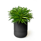 A vibrant green houseplant with long, slender leaves growing outwards from the center, placed in a sleek black Chive Studio 2024 Ryan Self-Watering Plant Pot, isolated on a white background.