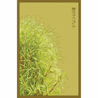 Summer Cypress Flower Seeds Packet - Chive Plant Studio - Seed Collection - Chive Studio 2024