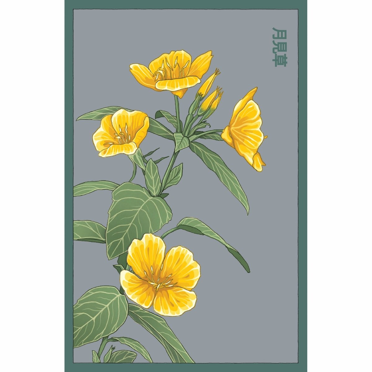 Evening Primrose Flower Seeds Packet - Chive Plant Studio - Seed Collection - Chive Studio 2024