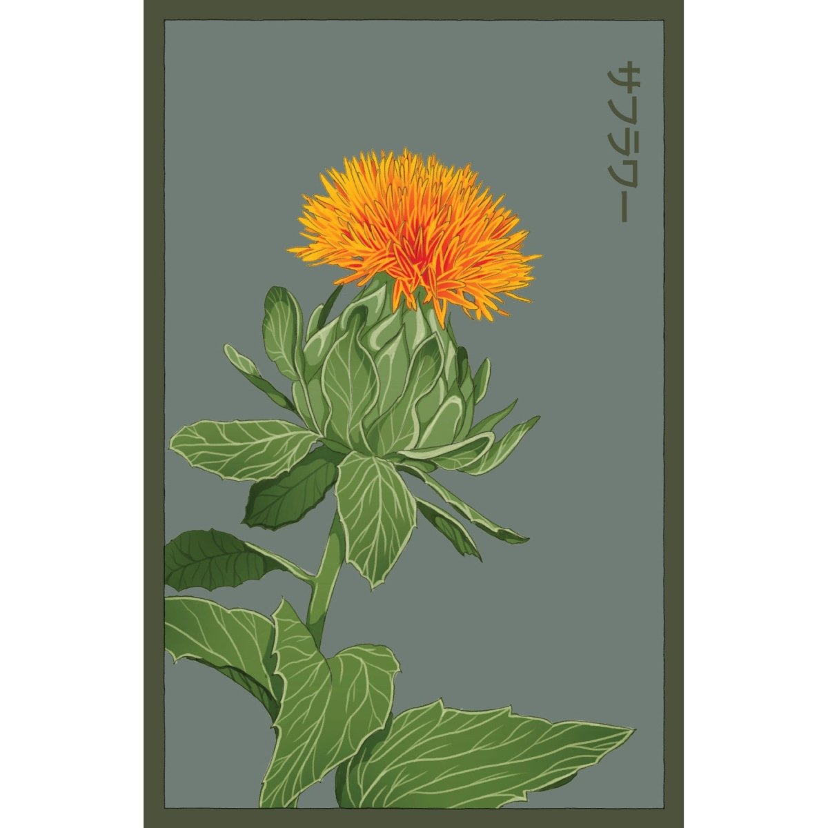 Safflower Flower Seeds Packet - Chive Plant Studio - Seed Collection - Chive Studio 2024