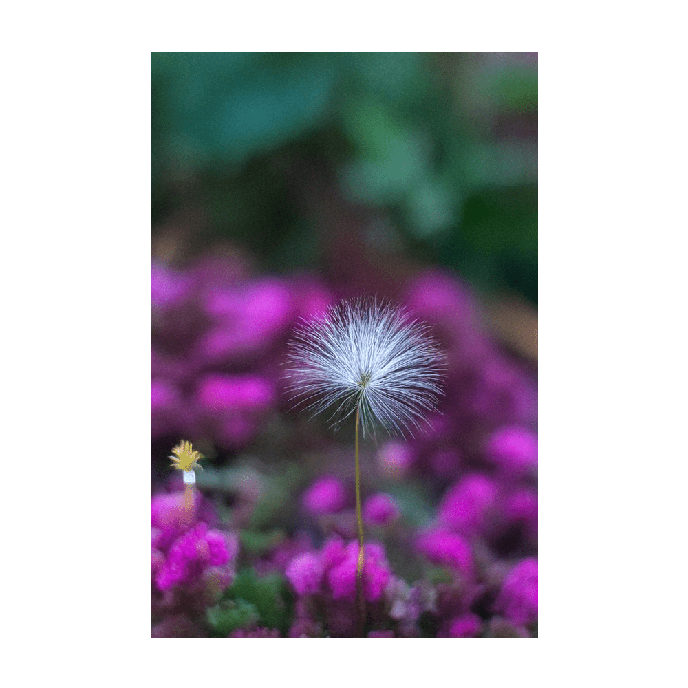Sensitive Plant Flower Seeds Packet - Chive Ceramics Studio - Seeds - Chive Ceramics Studio