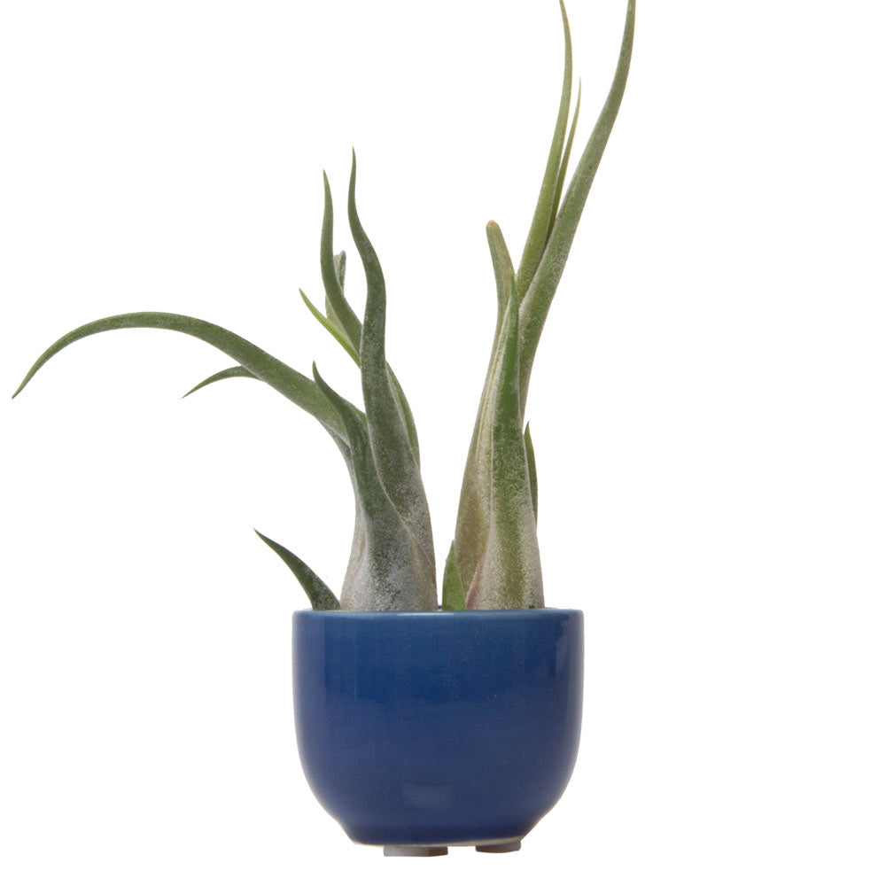 A small air plant with long, slender leaves sitting in a glossy blue Chive Studio 2024 Succulent Cup Ceramic For Weddings, isolated on a white background.