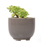 Succulent Cup Ceramic For Weddings - Chive Plant Studio - Pots - Chive Studio 2024