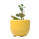 Succulent Cup Ceramic For Weddings - Chive Plant Studio - Pots - Chive Studio 2024