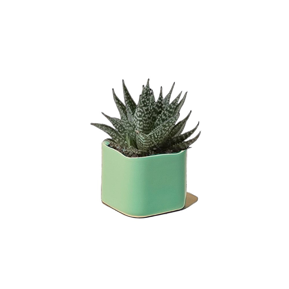 Svek Ceramic Indoor Succulent Pot - Chive Plant Studio - Pots - Chive Studio 2024