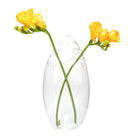 Taylor Glass Modern Clear Flower Vase - Chive Plant Studio - Vases - Chive Studio 2024