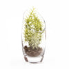 Terrarium Bowl Glass Succulent Garden