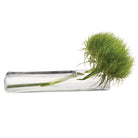 Test Tube Glass Bud Vases - Chive Plant Studio - Vases - Chive Studio 2024