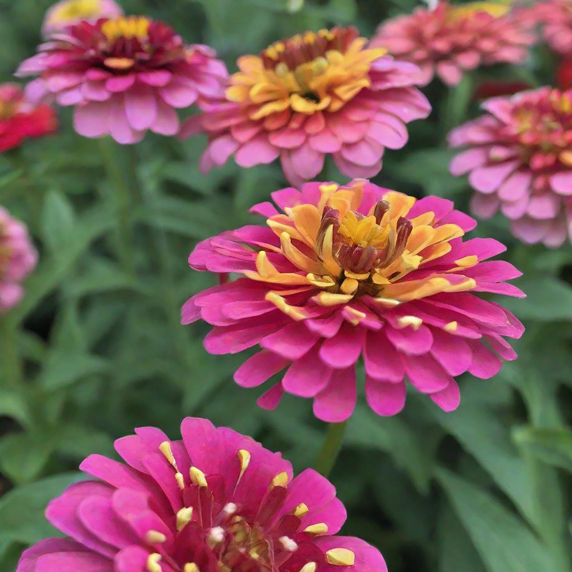 Zinnia Flower Seeds Packet – Chive Plant Studio