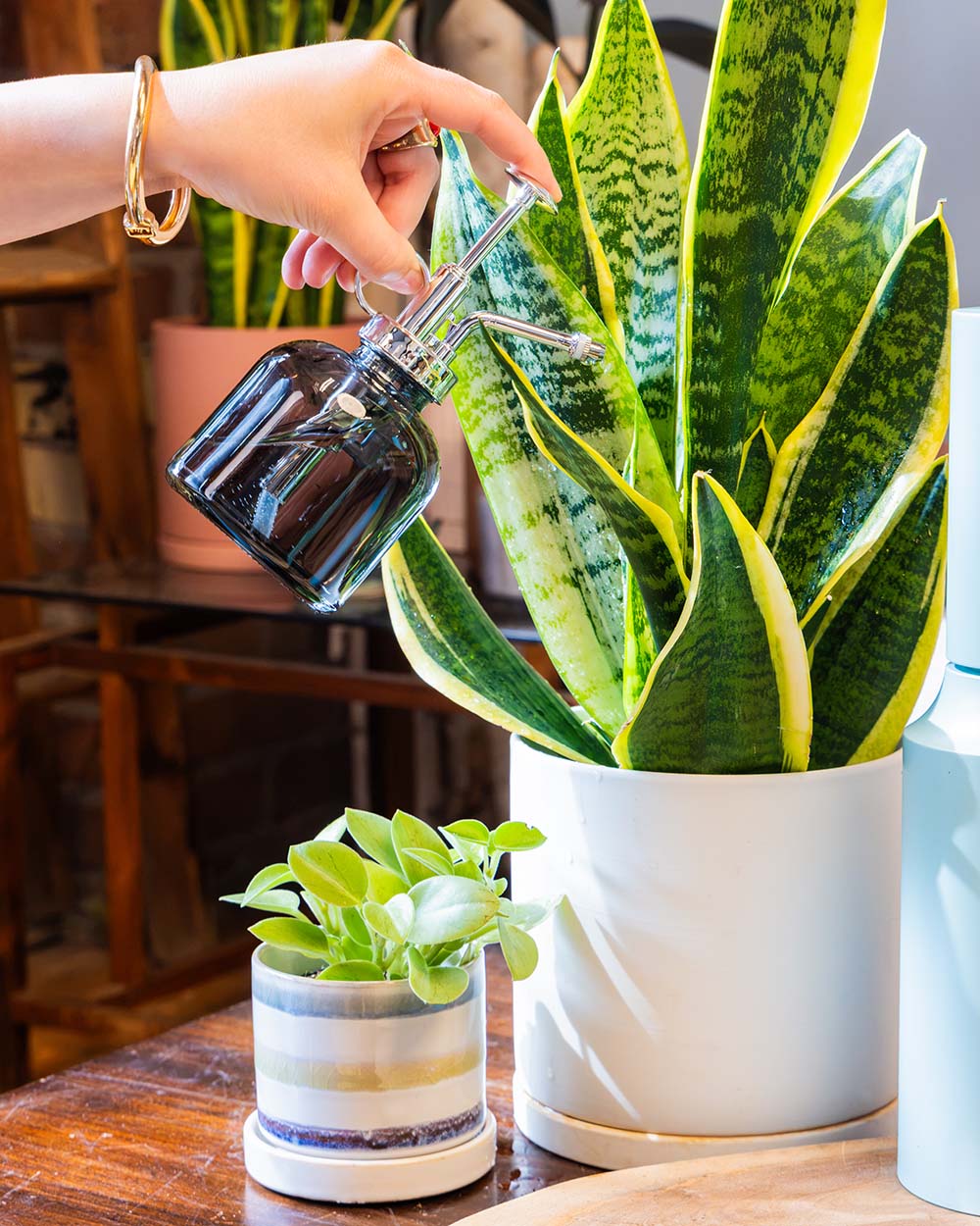 A hand holding a Chive Mr Mister black glass spray bottle waters a houseplant in a white pot on a wooden table, with a small plant nearby.