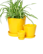 Chive Tika meadowlark yellow glazed ceramic planters in small, medium and large sizes with drainage and saucers, styled with a spider plant.