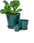 Chive Tika spruce glazed ceramic planters in small, medium and large sizes with drainage and saucers, styled with a plant.