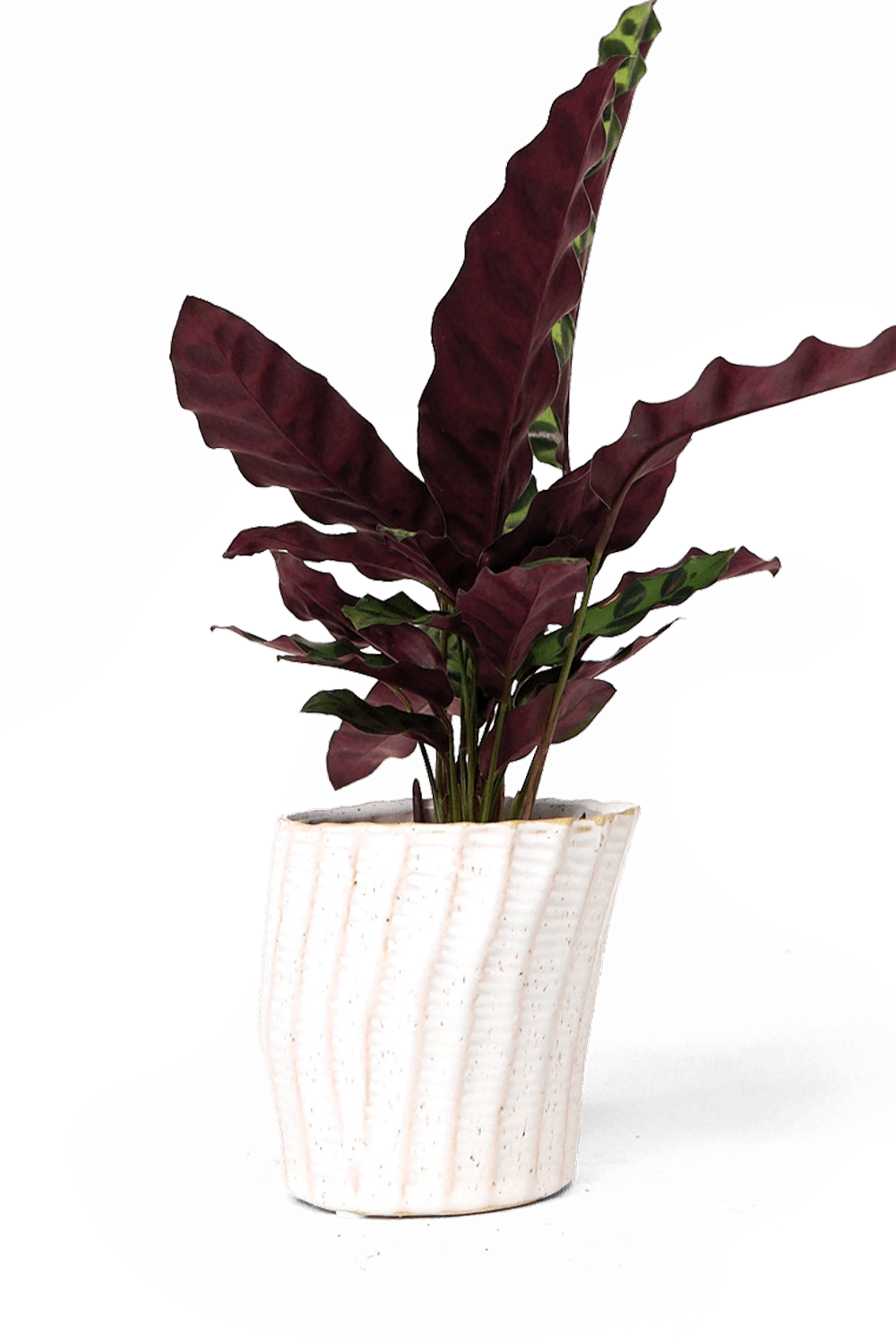 White Ceramic Pot Planter - Katakana - designed by Chive Studio Toronto