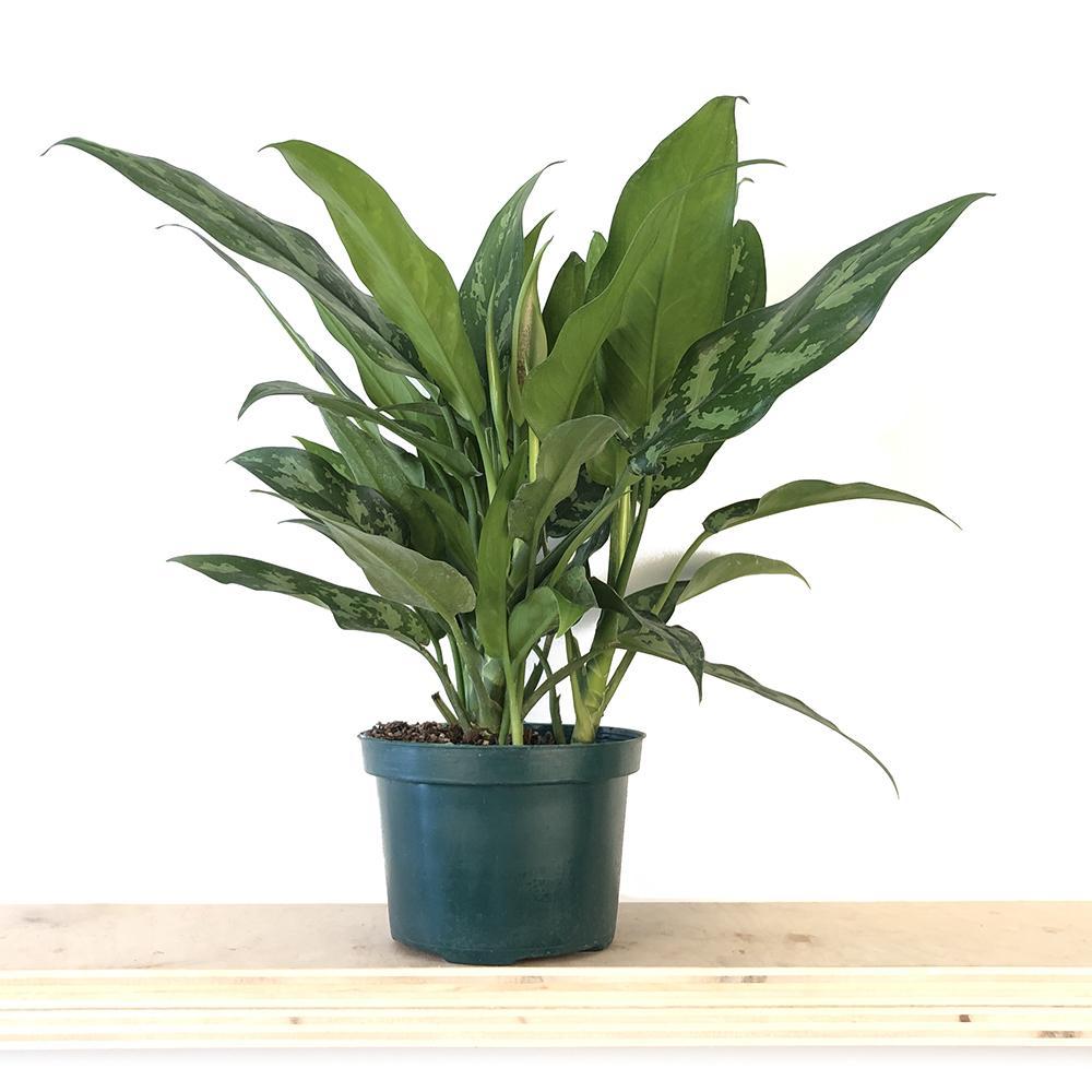 A lush Aglaonema Chinese Evergreen 6 Inch Pot plant with variegated green leaves in a dark blue pot, sitting on a light wooden shelf against a plain white background. (Chive Studio 2024)
