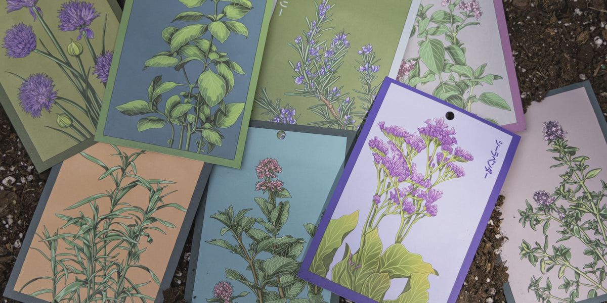 Packets of herb seeds from the Shido line covered in soil and uncovered — by Chive Studio