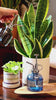 Chive Mr Mister Glass Plant Spray Bottle demonstration video.