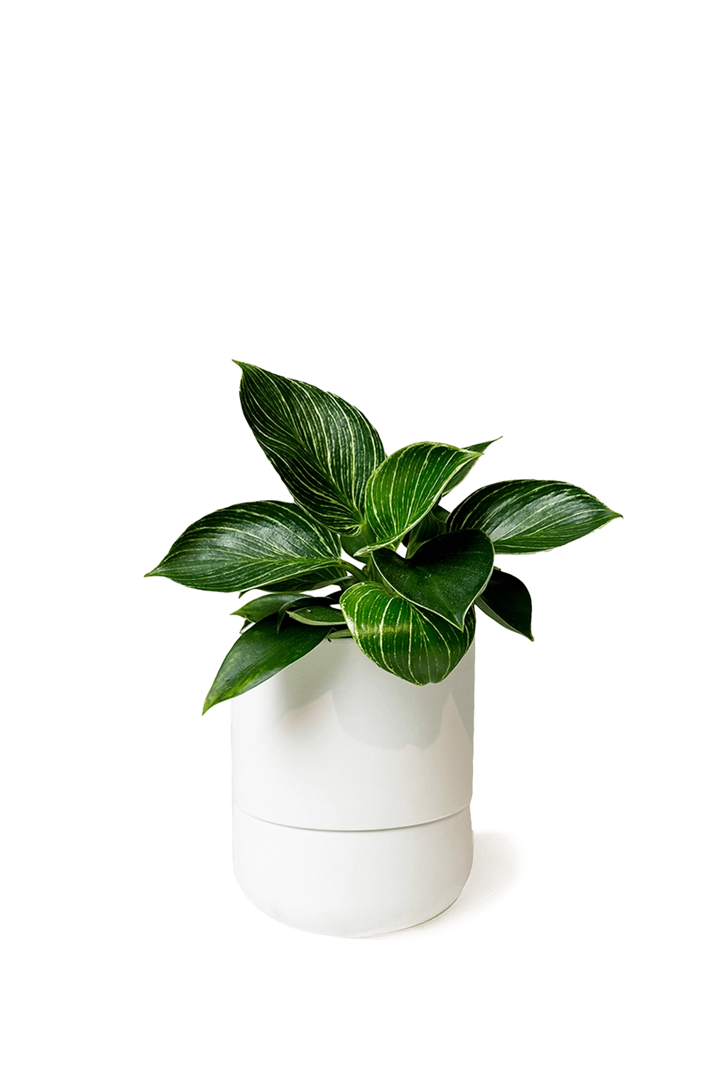Ryan Self-Watering Plant Pots