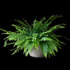 Boston Fern 10 Inch Pot - Chive Plant Studio - Plants - Chive Studio 2024