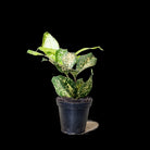A small potted Dracaena Florida Beauty 3.5 Inch Pot from Chive Studio 2024 with green and white speckled leaves against a black background. This air-purifying plant has several leaves of varying sizes, growing from a black plastic pot filled with soil.