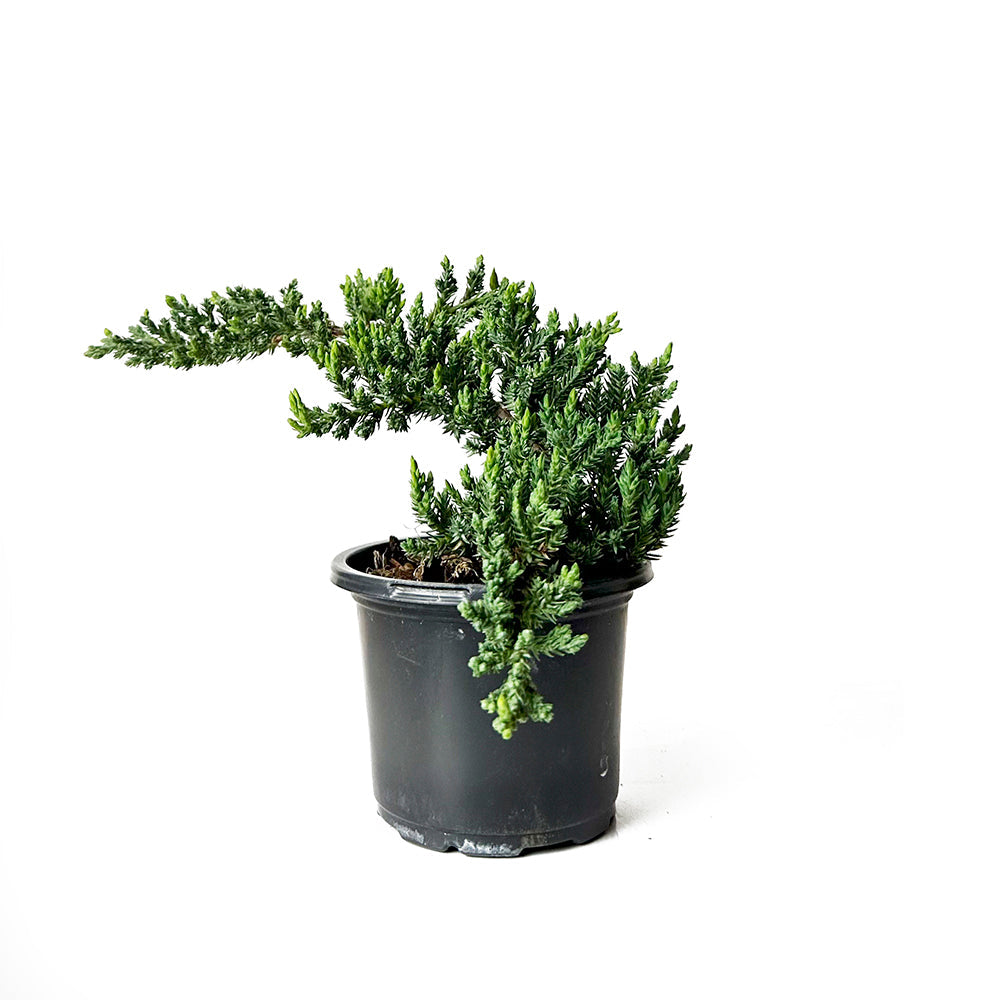 Bonsai Juniper Starts 4 Inch Pot - Chive Plant Studio - Plants - Chive Studio 2024