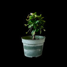 Bonsai Fukien Tea Starts 4 Inch Pot - Chive Plant Studio - Plants - Chive Studio 2024