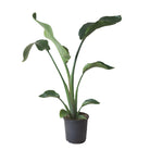 Bird Of Paradise 7 Inch Pot - Chive Plant Studio - Plants - Chive Studio 2024