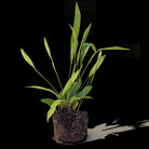 Aspidistra Cast Iron Plant 8 Inch Pot - Chive Plant Studio - Plants - Chive Studio 2024