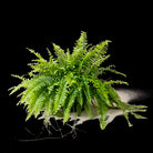 Boston Fern 8 Inch Pot - Chive Plant Studio - Plants - Chive Studio 2024