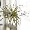 Air Plant Holder Wall Glass