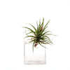 Cube Glass Modern Clear Flower Vase