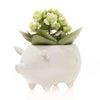 Pig Ceramic Indoor Plant Pot For Succulents