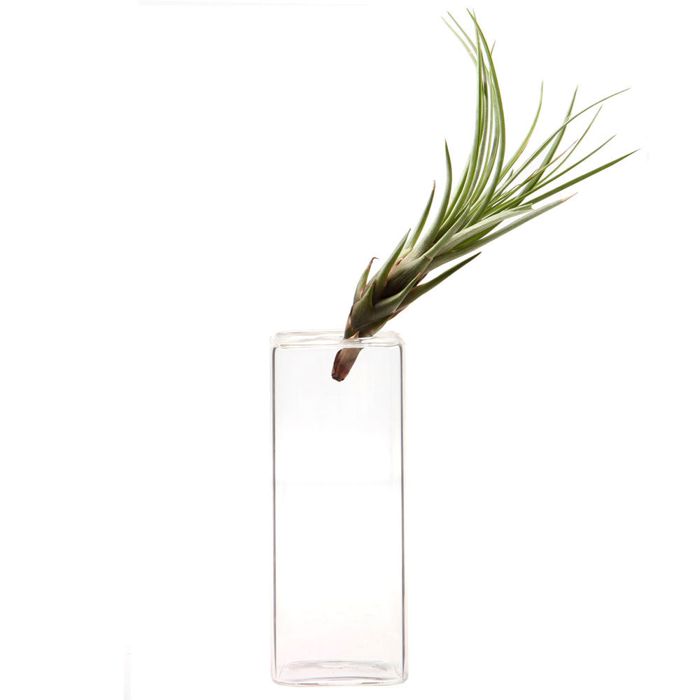 Cube Glass Modern Clear Flower Vase